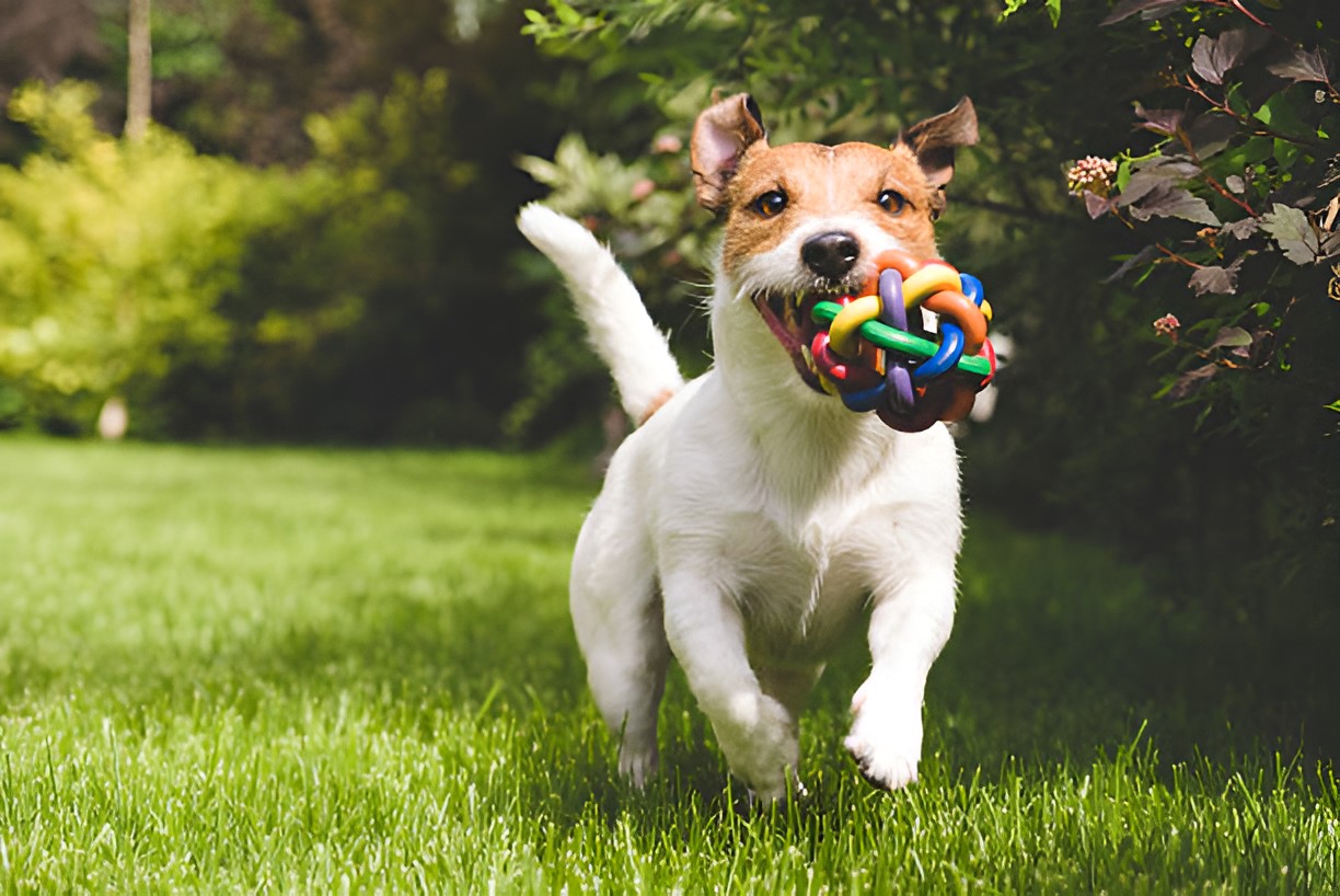 FUN PLAYTIME WITH PET TOYS